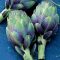 Artichokes, leeks and onions could improve sleep and relieve stress by boosting levels of gut bacteria, ground breaking research shows