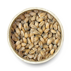 Wheat Grain